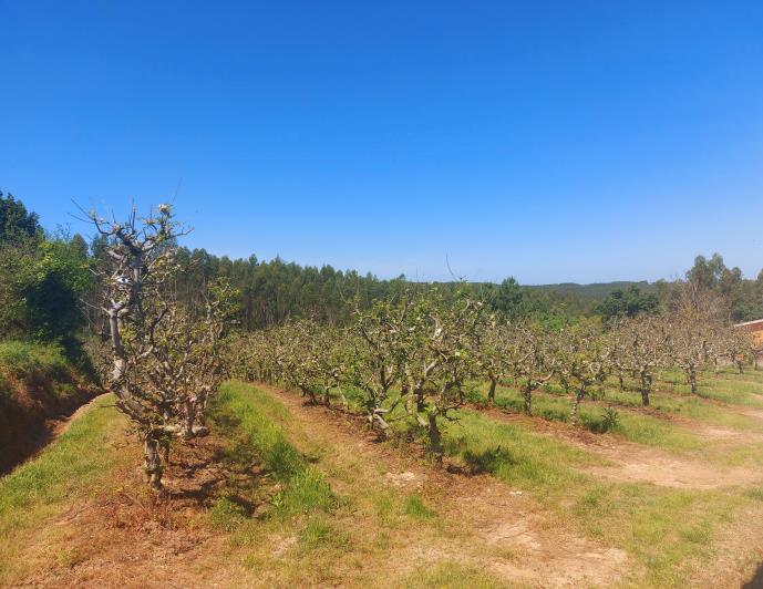 Image No.3-Terre à vendre à Caldas da Rainha