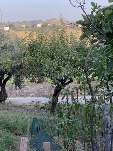 Image No.19-Plot for sale