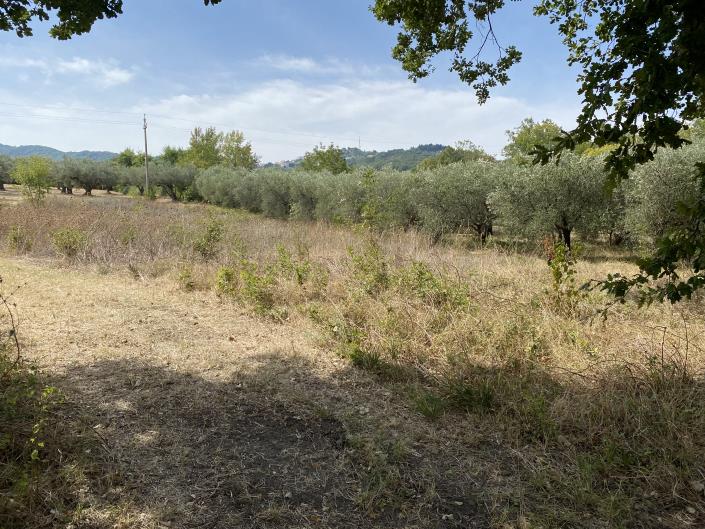 Image No.30-Ferme à vendre à Perano