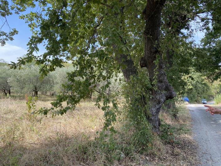 Image No.31-Ferme à vendre à Perano