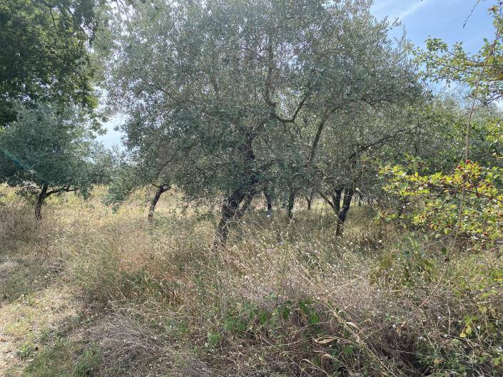 Image No.43-Ferme à vendre à Perano