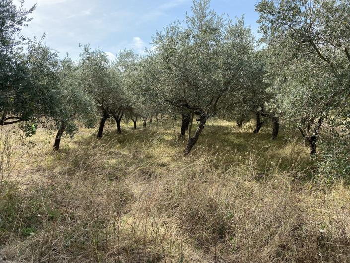 Image No.44-Ferme à vendre à Perano