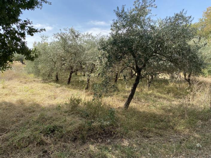 Image No.45-Ferme à vendre à Perano