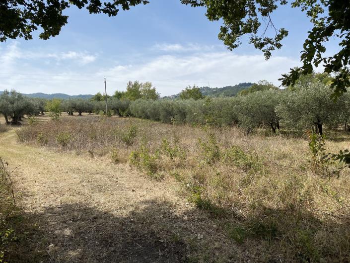 Image No.49-Ferme à vendre à Perano