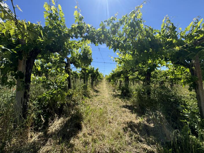 Image No.16-Studio à vendre à Castél Frentano