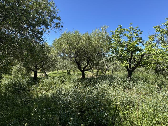 Image No.18-Studio à vendre à Castél Frentano