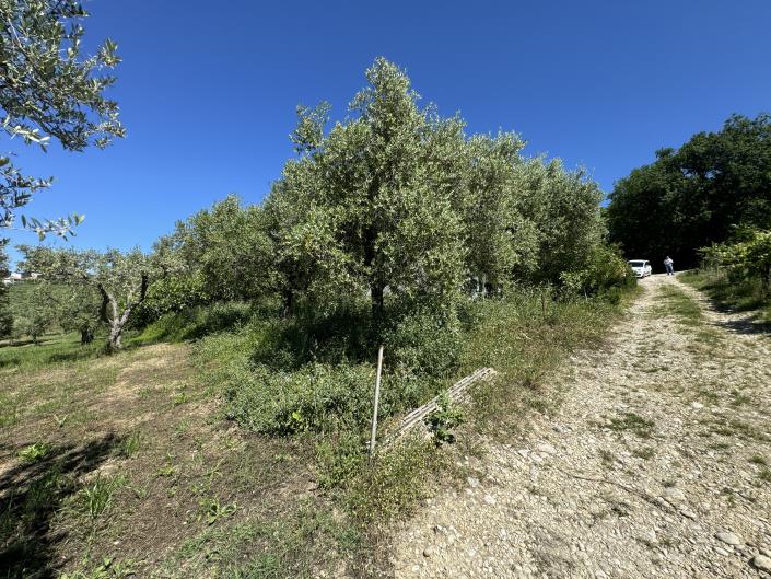 Image No.30-Studio à vendre à Castél Frentano