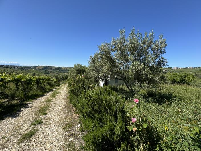 Image No.33-Studio à vendre à Castél Frentano