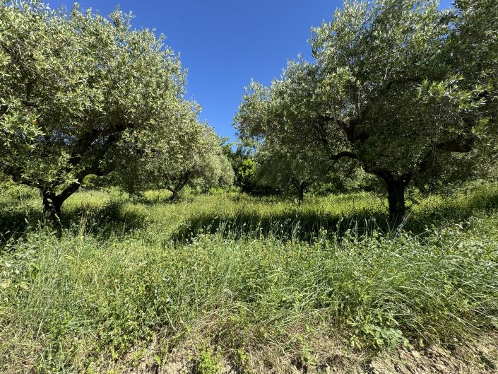 Image No.47-Studio à vendre à Castél Frentano