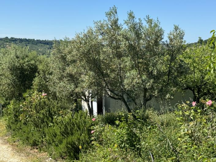 Image No.51-Studio à vendre à Castél Frentano