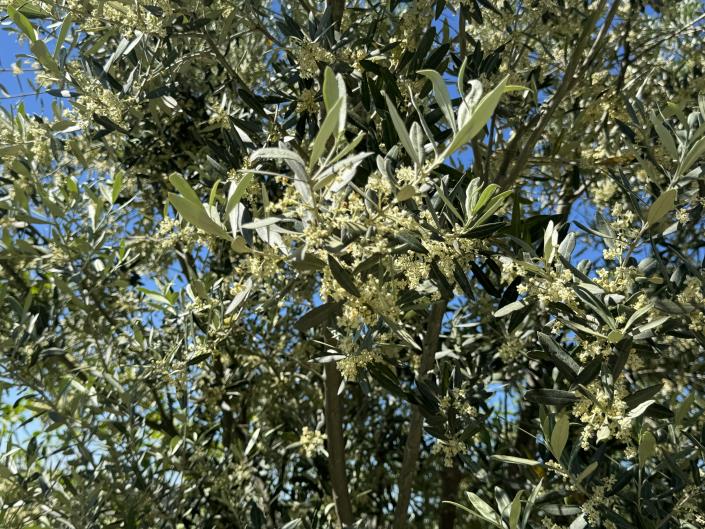 Image No.53-Studio à vendre à Castél Frentano
