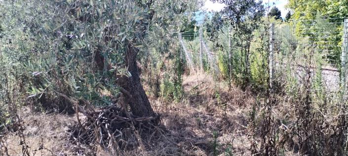 Image No.7-Maison à vendre à Castél Frentano