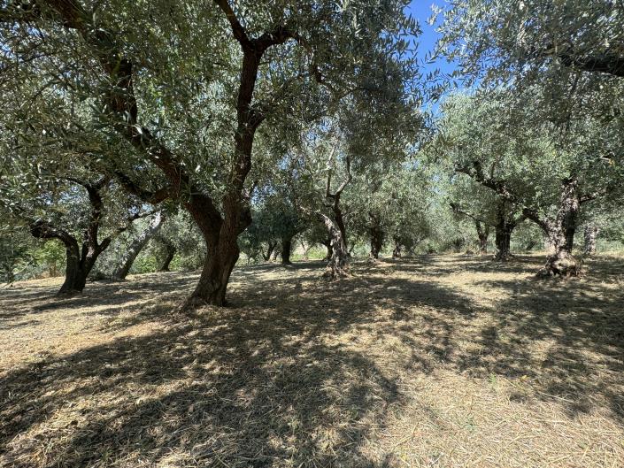 Image No.7-Propriété de pays de 4 chambres à vendre à Tornareccio