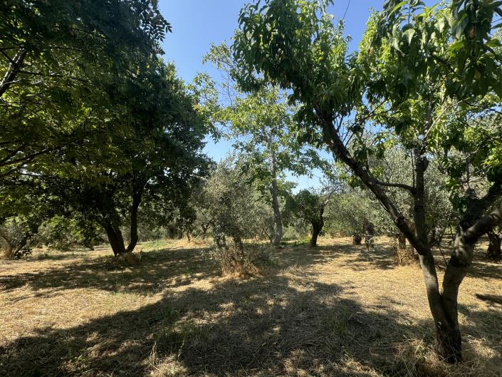 Image No.54-Propriété de pays de 4 chambres à vendre à Tornareccio