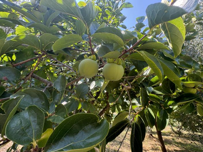 Image No.48-Propriété de pays de 4 chambres à vendre à Tornareccio