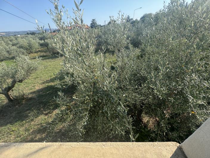 Image No.35-Ferme à vendre à Fossacesia