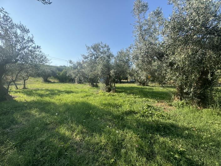 Image No.39-Ferme à vendre à Fossacesia