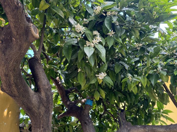 Image No.29-2 Bed Semi-Detached for sale