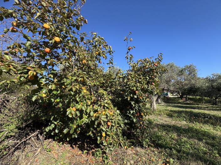 Image No.39-Ferme de 2 chambres à vendre à Rocca San Giovanni