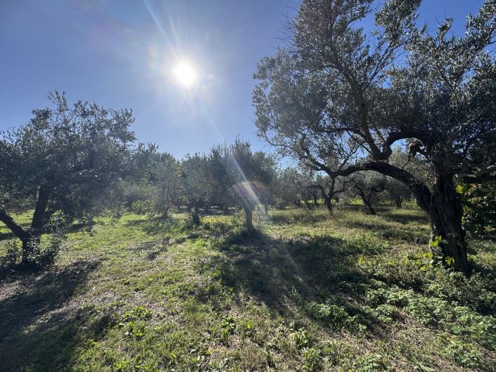 Image No.41-Ferme de 2 chambres à vendre à Rocca San Giovanni