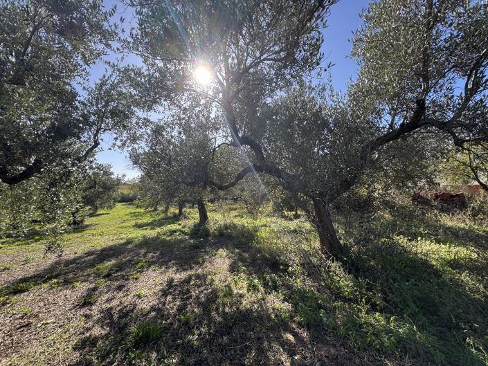 Image No.44-Ferme de 2 chambres à vendre à Rocca San Giovanni