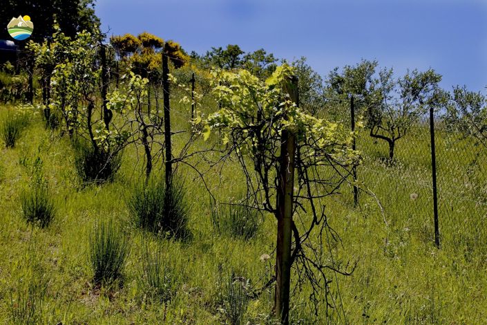 Image No.40-4 Bed Country House for sale