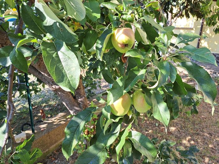 Image No.35-Villa de 8 chambres à vendre à Castiglione Messer Raimondo