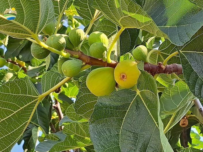 Image No.36-Villa de 8 chambres à vendre à Castiglione Messer Raimondo
