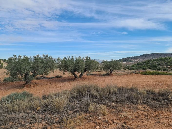 Image No.8-Terre à vendre à Pinoso