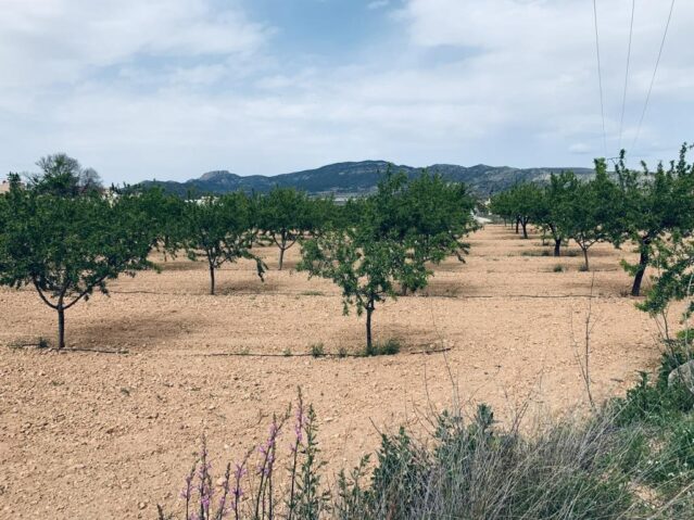 Image No.4-Terre à vendre à La Romana