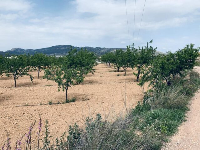 Image No.5-Terre à vendre à La Romana