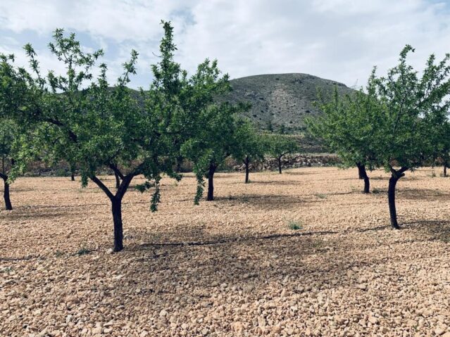 Image No.13-Terre à vendre à La Romana