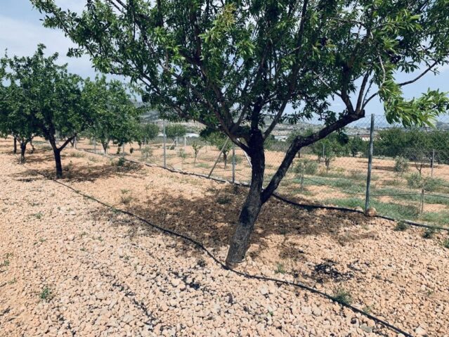 Image No.8-Terre à vendre à La Romana