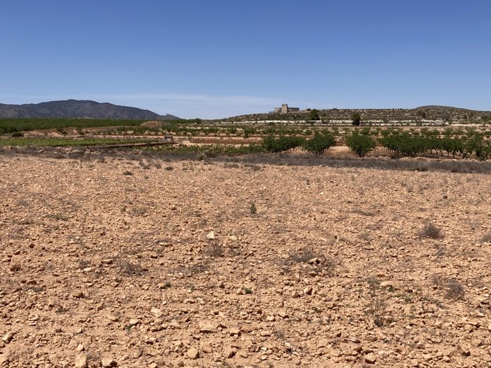 Image No.3-Terre à vendre à Pinoso