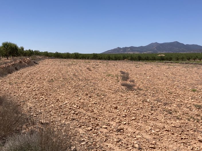 Image No.4-Terre à vendre à Pinoso