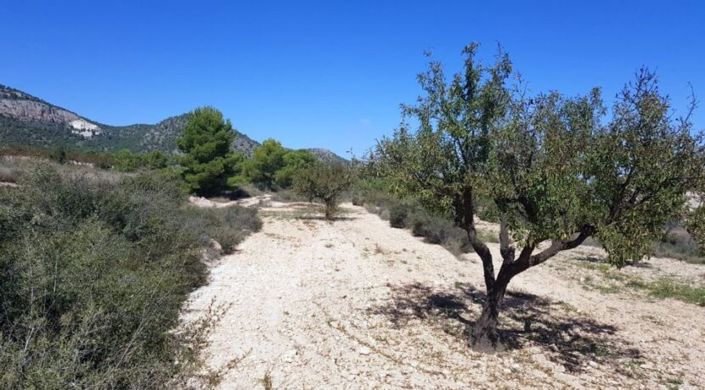 Image No.3-Terre à vendre à Monóvar