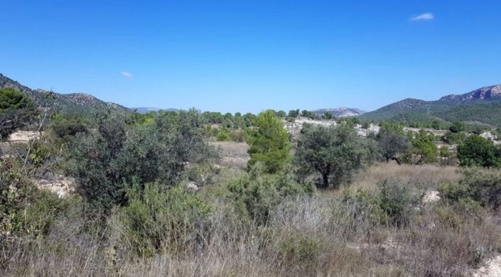 Image No.4-Terre à vendre à Monóvar