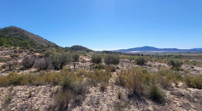 Image No.8-Terre à vendre à Monóvar