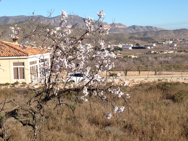 Image No.5-Terre à vendre à Hondón de los Frailes