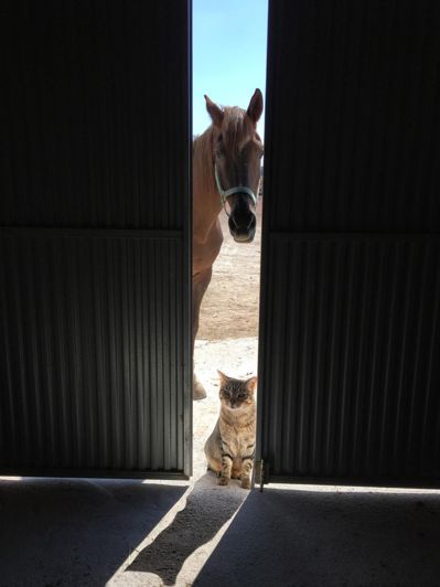 Image No.27-Villa de 3 chambres à vendre à Alicante