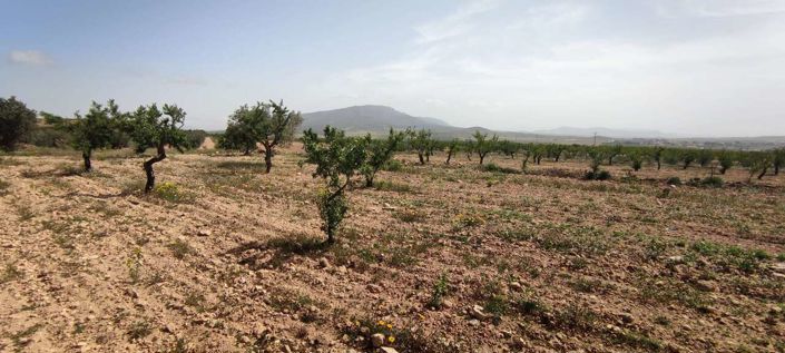 Image No.15-Maison de campagne à vendre à Pinoso