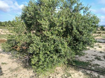 o1iaqbfdai1h1r25i1jki1lov1osl2c