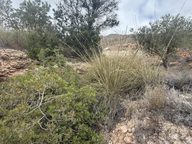 Image No.17-Terre à vendre à La Romana