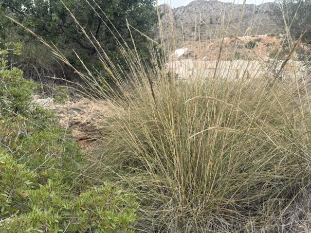 Image No.18-Terre à vendre à La Romana