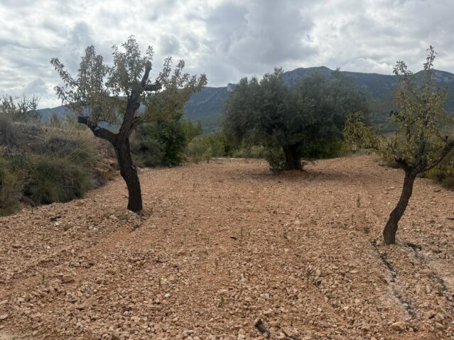 Image No.19-Terre à vendre à La Romana