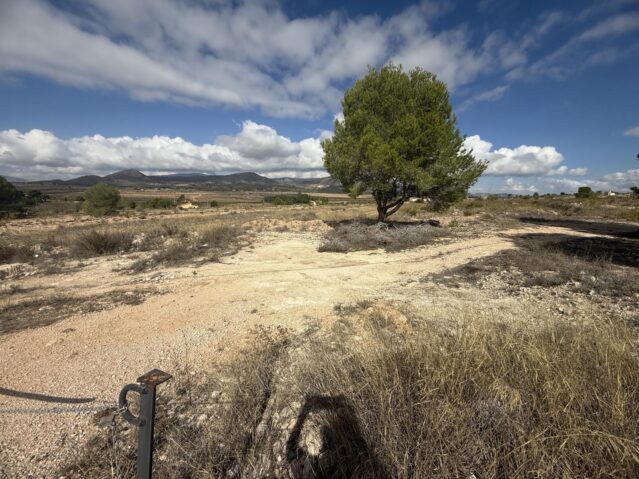 Image No.6-Terre à vendre à Monóvar