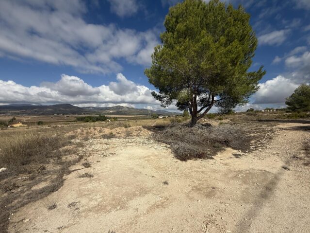 Image No.8-Terre à vendre à Monóvar