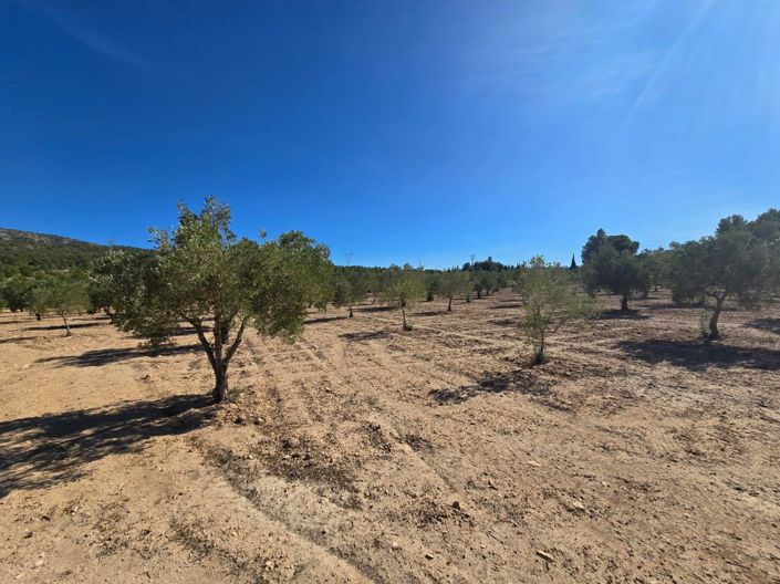 Image No.6-Terre à vendre à Salinas