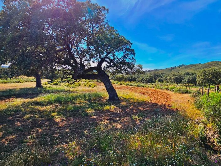 Image No.29-Propriété de 4 chambres à vendre à Aracena