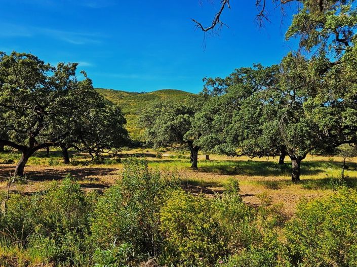Image No.36-Propriété de 4 chambres à vendre à Aracena